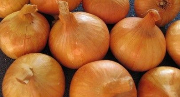 Jak zasadit a pěstovat rodinnou cibuli?